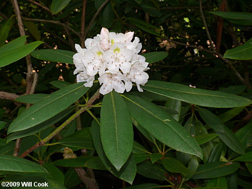 Rosebay Rhododendron (Rhododendron maximum) flowers