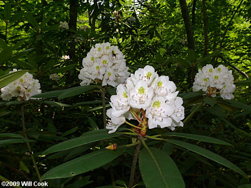 Rosebay Rhododendron (Rhododendron maximum) flowers