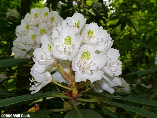 Rosebay Rhododendron (Rhododendron maximum) flowers