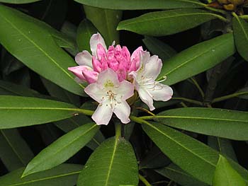 Rosebay Rhododendron (Rhododendron maximum) flowers