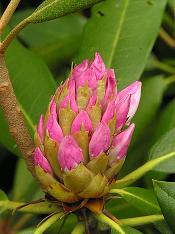 Rosebay Rhododendron (Rhododendron maximum) flower buds