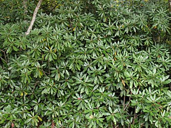 Rosebay Rhododendron (Rhododendron maximum) laurel hell