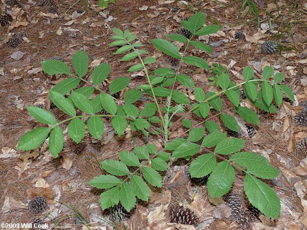 Michaux's Sumac (Rhus michauxii)