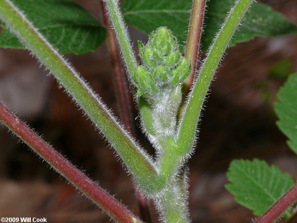 Michaux's Sumac (Rhus michauxii)