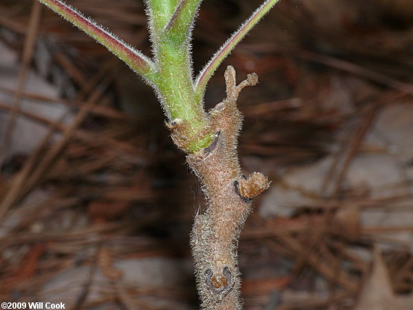 Michaux's Sumac (Rhus michauxii)