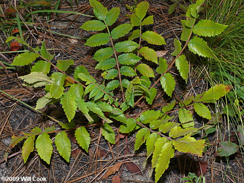 Michaux's Sumac (Rhus michauxii)