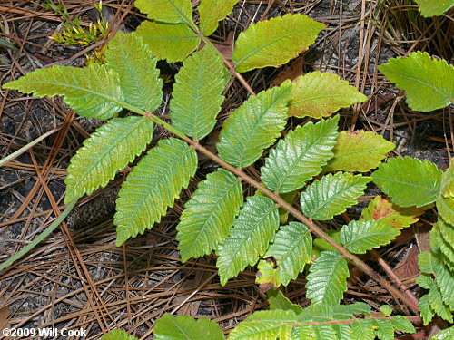 Michaux's Sumac (Rhus michauxii)