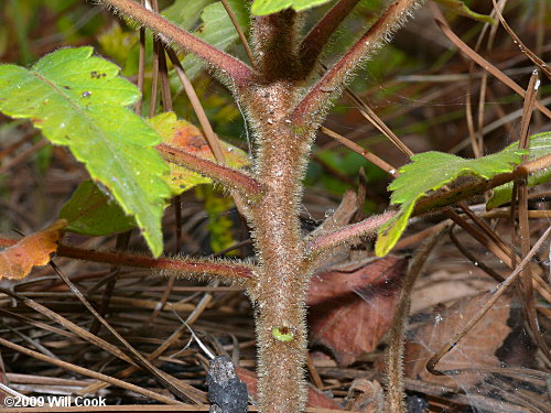 Michaux's Sumac (Rhus michauxii)