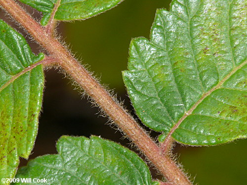 Michaux's Sumac (Rhus michauxii)