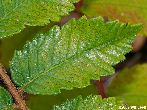 Michaux's Sumac (Rhus michauxii)