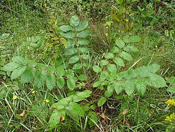 Michaux's Sumac (Rhus michauxii)