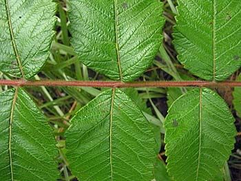 Michaux's Sumac (Rhus michauxii)