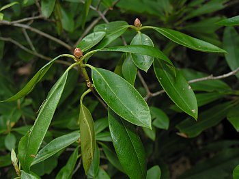 Rhododendron minus