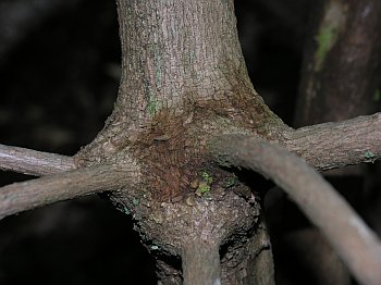 Rhododendron minus