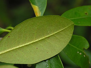 Rhododendron minus