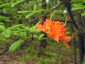 Flame Azalea (Rhododendron calendulaceum)