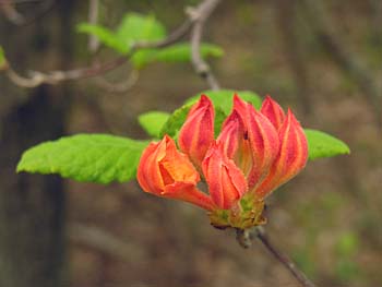 Flame Azalea (Rhododendron calendulaceum)