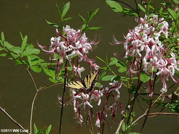 Pinxterflower (Rhododendron periclymenoides) flowers