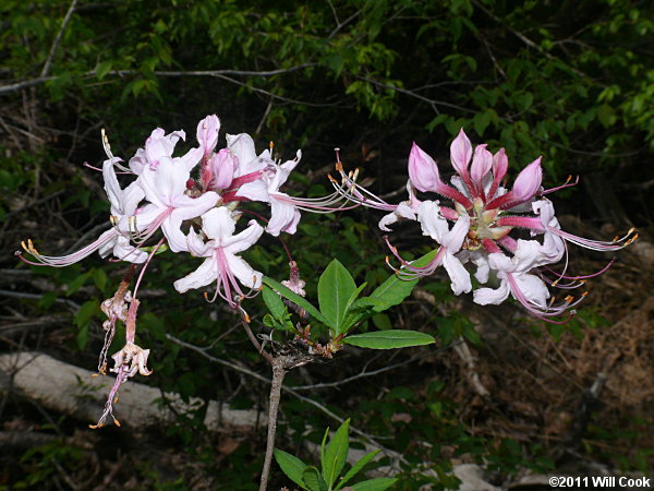 Pinxterflower (Rhododendron periclymenoides) flowers