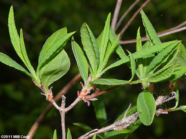 Pinxterflower (Rhododendron periclymenoides) leaves