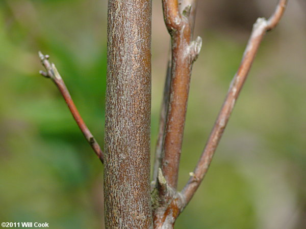 Pinxterflower (Rhododendron periclymenoides) bark