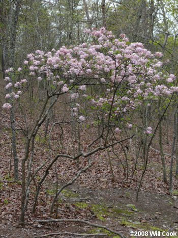 Pinxterflower (Rhododendron periclymenoides) flowers