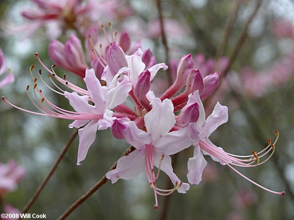 Pinxterflower (Rhododendron periclymenoides) flowers