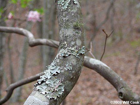 Pinxterflower (Rhododendron periclymenoides) bark