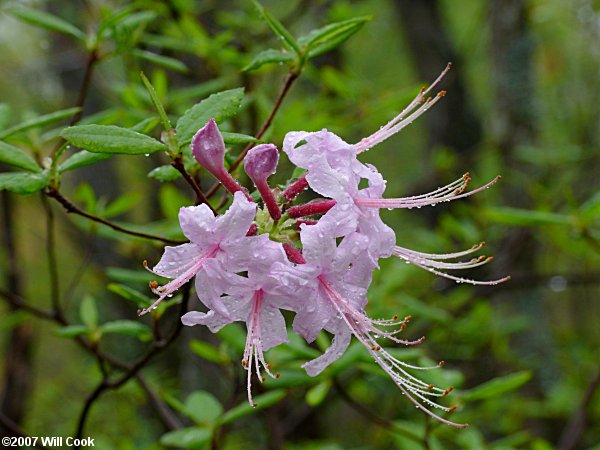 Pinxterflower (Rhododendron periclymenoides) flowers