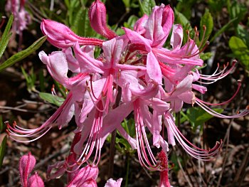 Pinxterflower (Rhododendron periclymenoides)