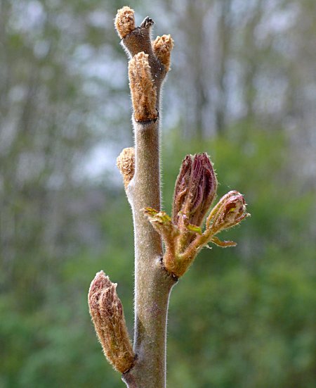 Staghorn Sumac (Rhus typhina)