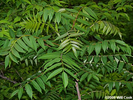 Staghorn Sumac (Rhus typhina) leaves