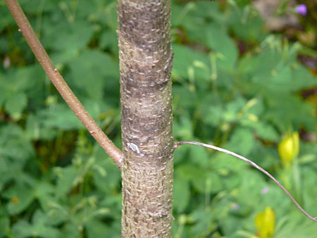 Staghorn Sumac (Rhus typhina) bark