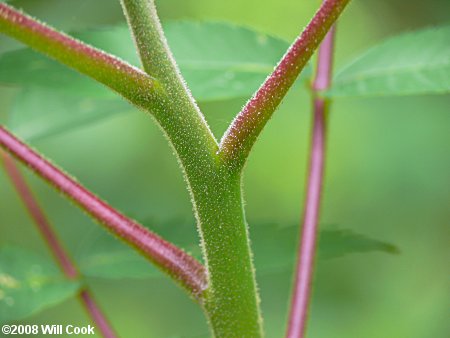 Staghorn Sumac (Rhus typhina)