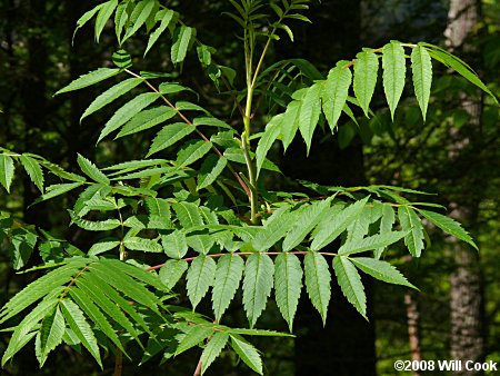 Staghorn Sumac (Rhus typhina) leaves