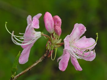 Pinkshell Azalea (Rhododendron vaseyi)