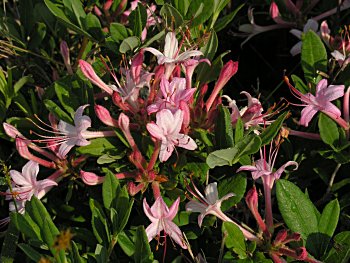 Swamp Azalea (Rhododendron viscosum)