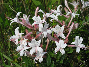 Swamp Azalea (Rhododendron viscosum)