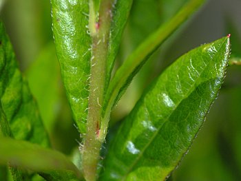 Swamp Azalea (Rhododendron viscosum)