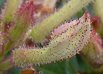 Swamp Azalea (Rhododendron viscosum)