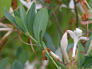 Swamp Azalea (Rhododendron viscosum)