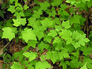 Eastern Prickly Gooseberry, Dogberry (Ribes cynosbati)