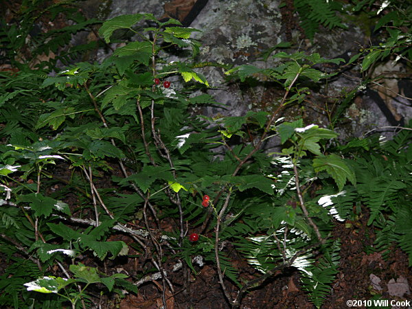 Skunk Currant (Ribes glandulosum)