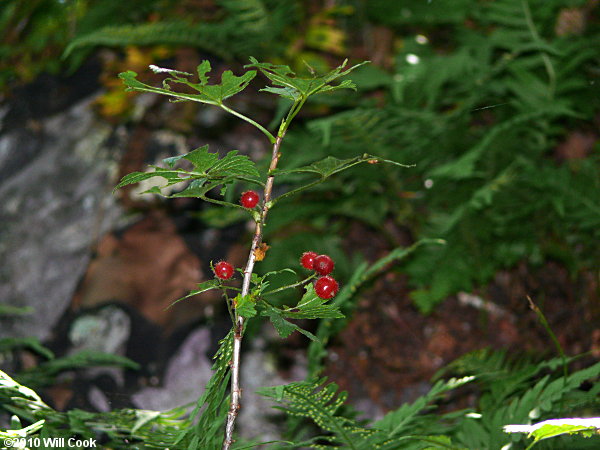 Skunk Currant (Ribes glandulosum)
