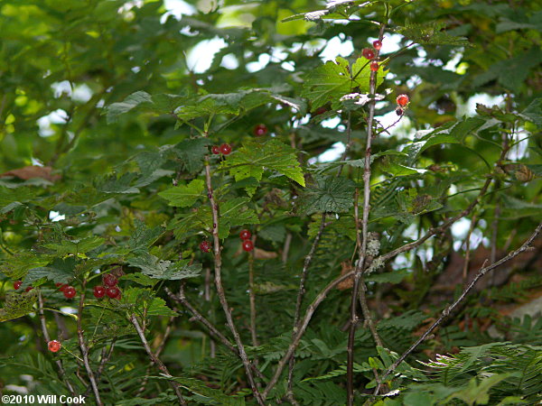 Skunk Currant (Ribes glandulosum)