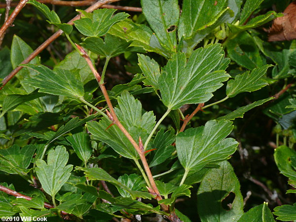 Appalachian Gooseberry (Ribes rotundifolium)