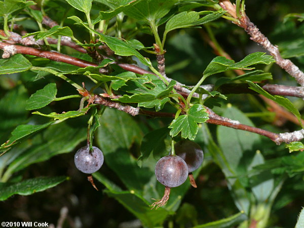 Appalachian Gooseberry (Ribes rotundifolium)