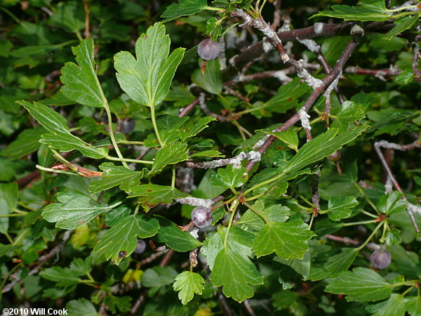 Appalachian Gooseberry (Ribes rotundifolium)