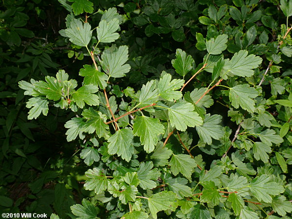 Appalachian Gooseberry (Ribes rotundifolium)