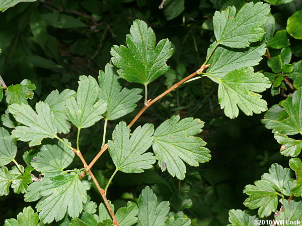 Appalachian Gooseberry (Ribes rotundifolium)